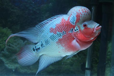 招財的魚|家裡養招財魚幾條最好,招財魚要養幾條最好好呢？為什麼？